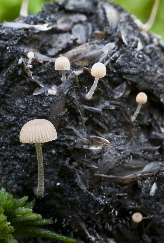 Psathyrella tenuicula